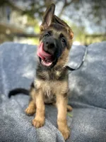 Penny lane , a female German Shepherd Dog for sale in San Miguel, CA – 2 of 8