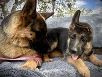 Penny lane , a female German Shepherd Dog for sale in San Miguel, CA – 6 of 8