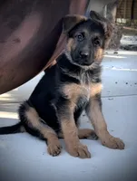 Molly, a female German Shepherd Dog for sale in San Miguel, CA – 1 of 6