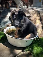 (Hey) JUDE , a female German Shepherd Dog for sale in San Miguel, CA – 4 of 10