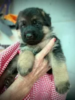 Maggie, a female German Shepherd Dog for sale in San Miguel, CA – 3 of 4
