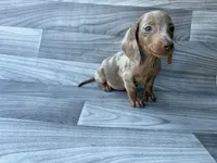 Moose, a male Miniature Dachshund for sale in Farmville, VA – 1 of 1