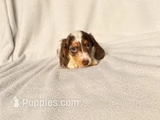Jackson  – Miniature Dachshund puppy for sale in Petersburg, VA