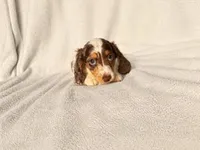 Jackson , a male Miniature Dachshund for sale in Petersburg, VA – 1 of 1