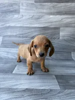 Red boy , a male Miniature Dachshund for sale in Farmville, VA – 1 of 1