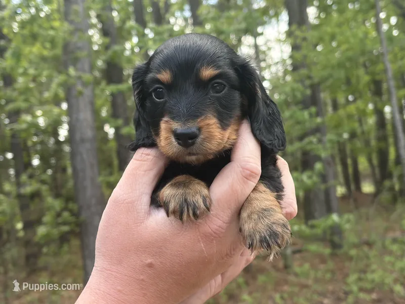 Roscoe – Miniature Dachshund puppy for sale in Petersburg, VA