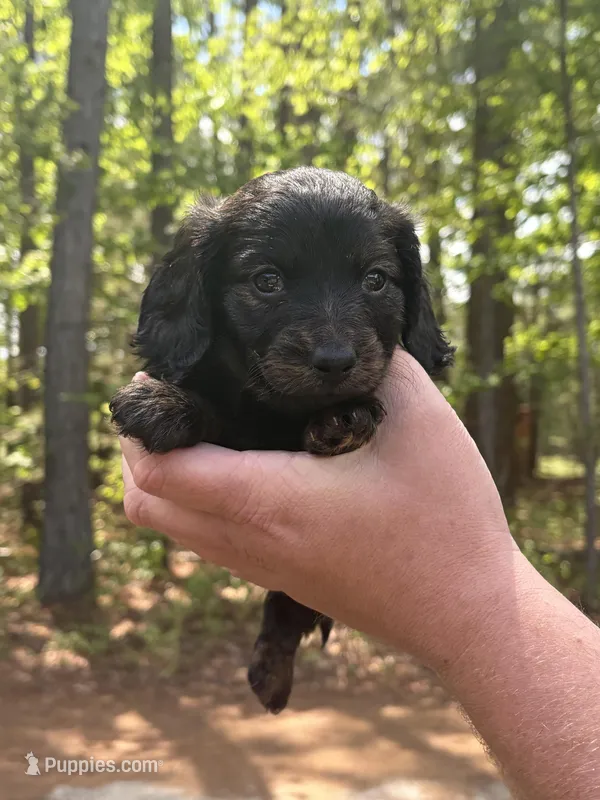 Roxy , a female Miniature Dachshund for sale in Petersburg, VA – Photo 1 of 1