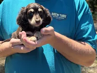 Chase , a male Miniature Dachshund for sale in Petersburg, VA – 1 of 1