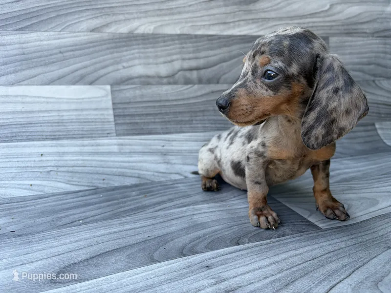 Blue Dapple  – Miniature Dachshund puppy for sale in Farmville, VA