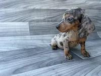 Blue Dapple , a male Miniature Dachshund for sale in Farmville, VA – 1 of 1