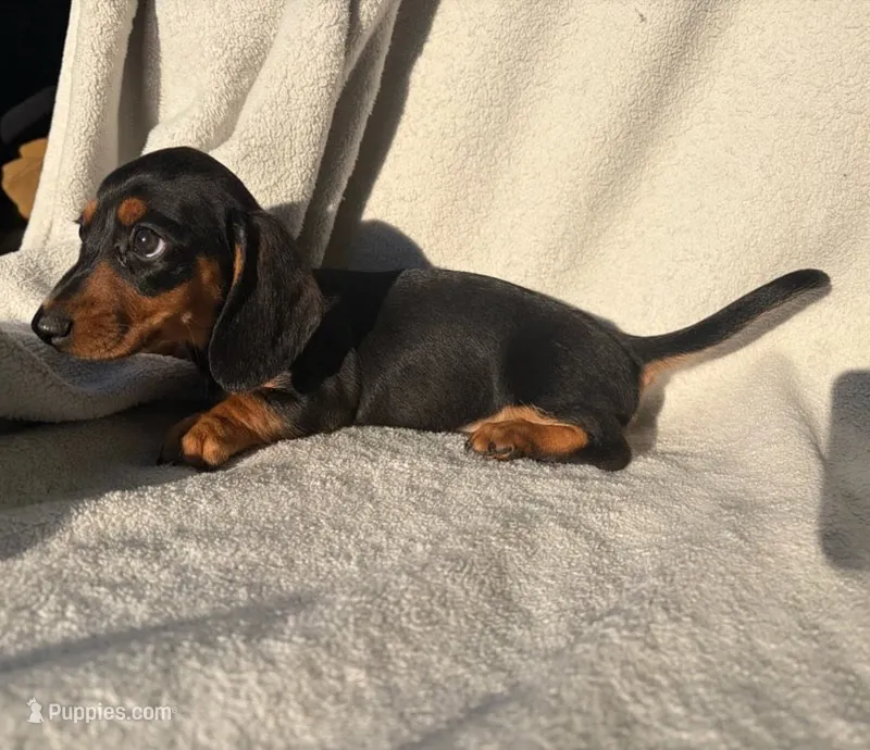 Hannah – Miniature Dachshund puppy for sale in Petersburg, VA