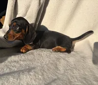 Hannah, a female Miniature Dachshund for sale in Petersburg, VA – 1 of 1