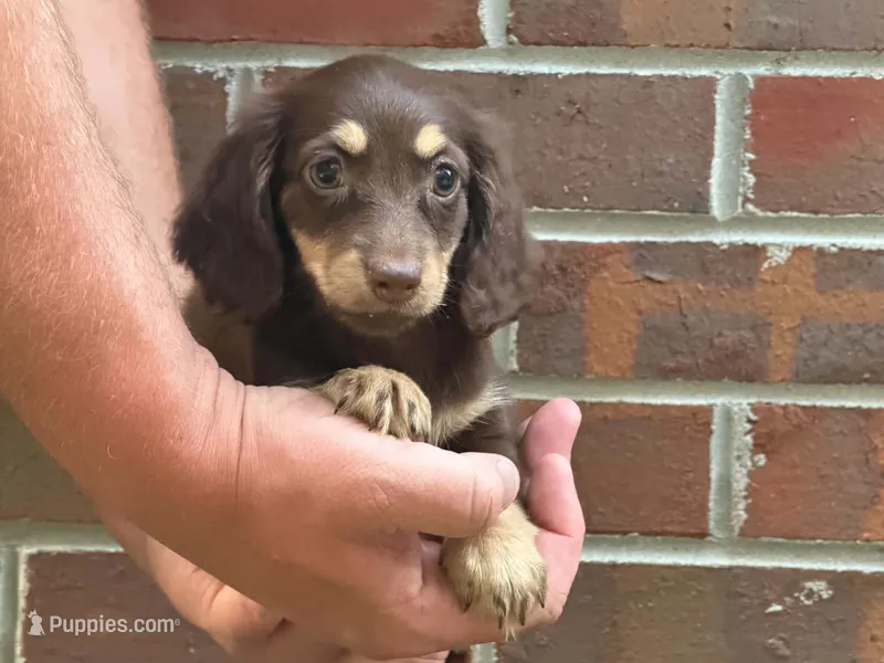Spice  – Miniature Dachshund puppy for sale in Petersburg, VA