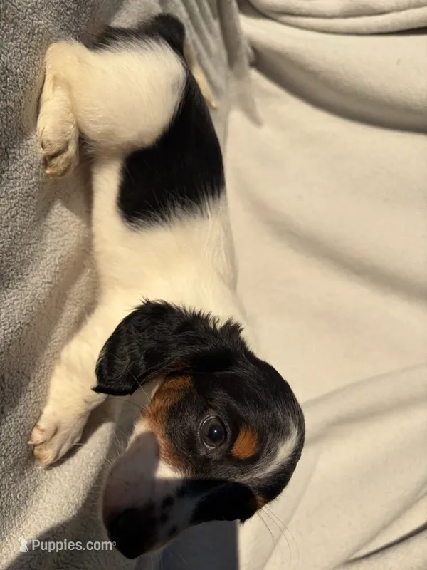 Miley – Miniature Dachshund puppy for sale in Petersburg, VA