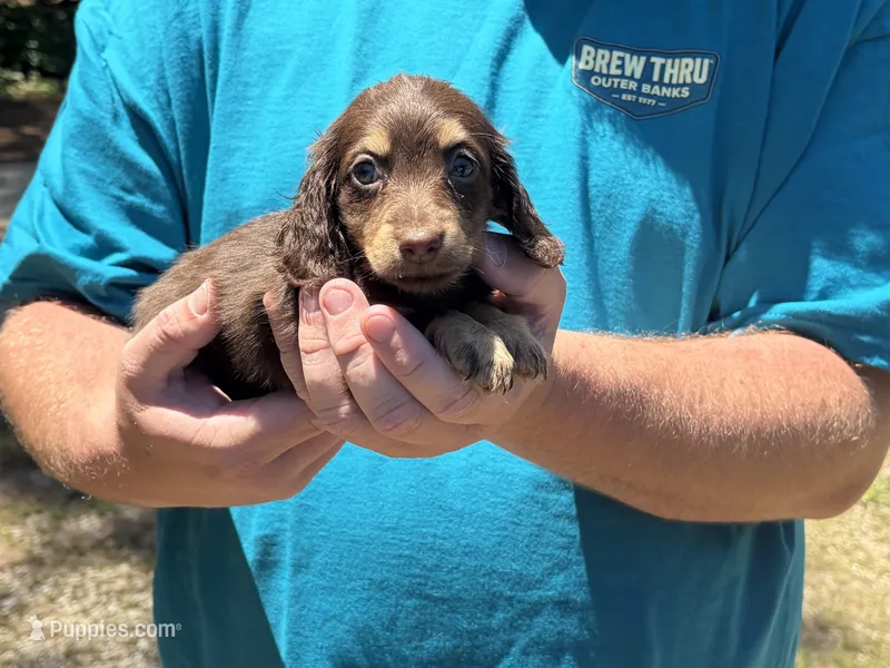Spice  – Miniature Dachshund puppy for sale in Petersburg, VA