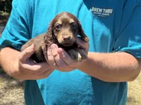 Spice , a female Miniature Dachshund for sale in Petersburg, VA – 1 of 1