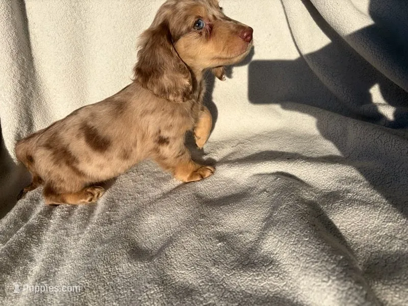 Teddy – Miniature Dachshund puppy for sale in Petersburg, VA