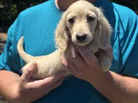 Maverick (ready now), a male Miniature Dachshund for sale in Petersburg, VA – 1 of 1