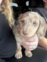 Teddy ready now no deposit needed, a male Miniature Dachshund for sale in Petersburg, VA – 1 of 1