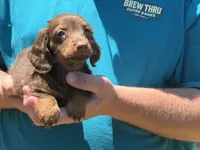 Sugar , a female Miniature Dachshund for sale in Petersburg, VA – 1 of 1
