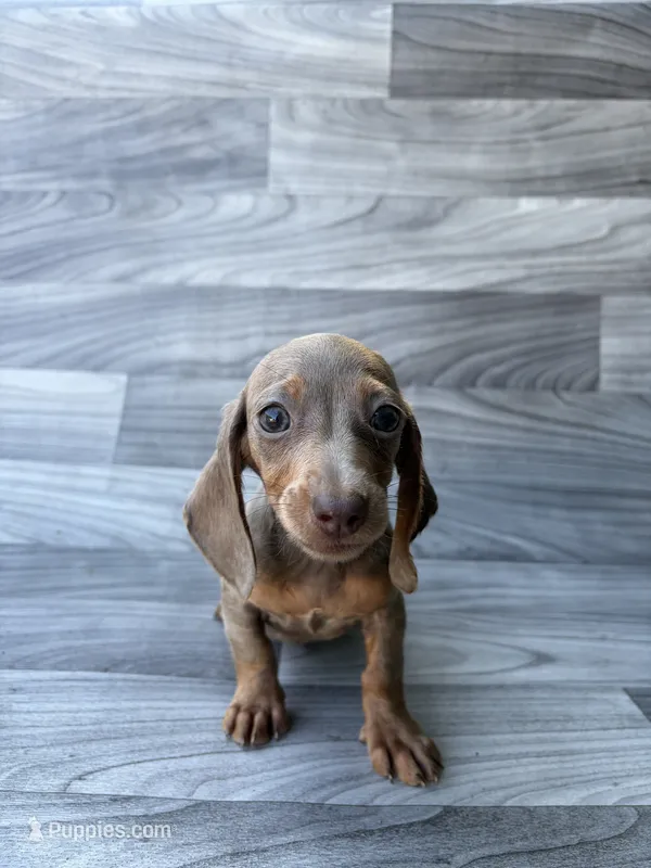 Isabella  – Miniature Dachshund puppy for sale in Farmville, VA
