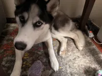 Nova, a female Siberian Husky for sale in Bay Shore, NY – 2 of 10