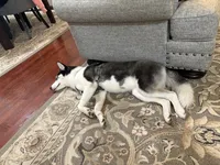 Nova, a female Siberian Husky for sale in Bay Shore, NY – 10 of 10