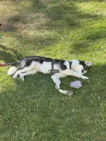 Nova, a female Siberian Husky for sale in Bay Shore, NY – 9 of 10