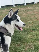 Nova, a female Siberian Husky for sale in Bay Shore, NY – 8 of 10