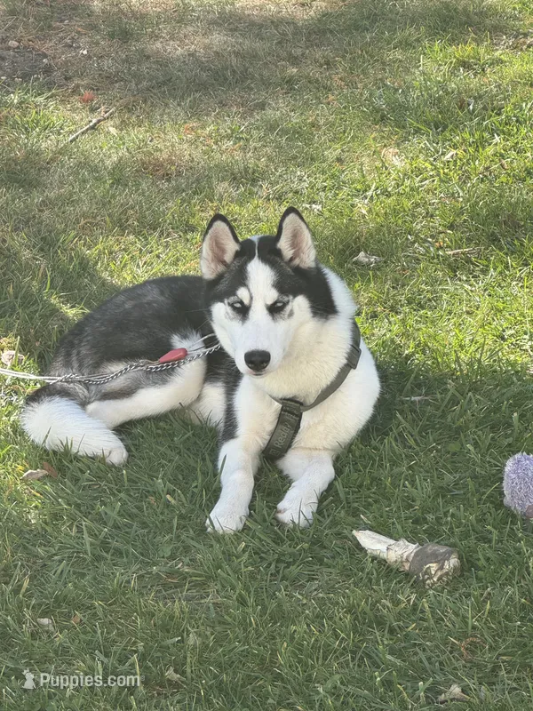 Nova – Siberian Husky puppy for sale in Bay Shore, NY