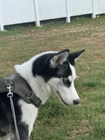 Nova, a female Siberian Husky for sale in Bay Shore, NY – 7 of 10