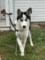 Nova, a female Siberian Husky for sale in Bay Shore, NY – 3 of 10