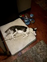 Nova, a female Siberian Husky for sale in Bay Shore, NY – 6 of 10
