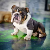 processed/1996b3bf-8a43-4f0a-99d0-2b53be58350a/listing/3da4f5b0-277e-4f27-b35a-a2f86d2c318f/6e677239-c649-4e16-9c39-b60073def6ec