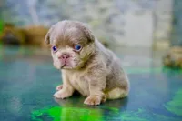 processed/1996b3bf-8a43-4f0a-99d0-2b53be58350a/listing/b72e4fcd-bf12-42fb-a1d7-9b0c2d1bc7e6/3ddd1d7f-53ed-4d1f-82de-c91f9b857d7e