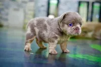 processed/1996b3bf-8a43-4f0a-99d0-2b53be58350a/listing/b72e4fcd-bf12-42fb-a1d7-9b0c2d1bc7e6/5b8e05b7-b461-42db-b79e-25639a1e9d60