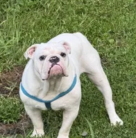 Polar, a male English Bulldog for sale in Columbia, SC – 3 of 3