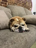Goldie, a female English Bulldog for sale in Columbia, SC – 5 of 5