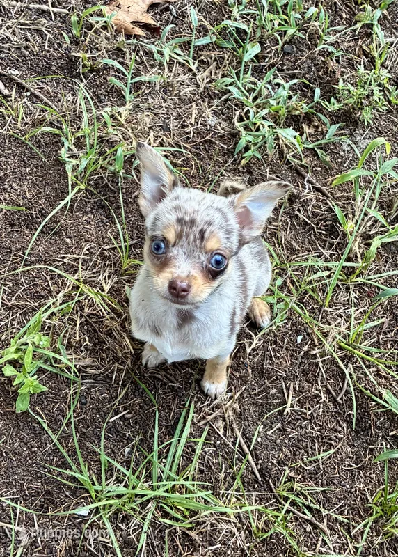 Otis – Chihuahua puppy for sale in Columbia, SC