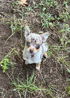 Otis, a male Chihuahua for sale in Columbia, SC – 1 of 4