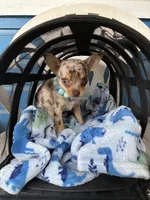 Otis, a male Chihuahua for sale in Columbia, SC – 4 of 4