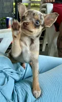 Otis, a male Chihuahua for sale in Columbia, SC – 2 of 4