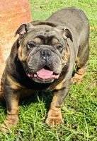 Roland, a male English Bulldog for sale in Columbia, SC – 2 of 4