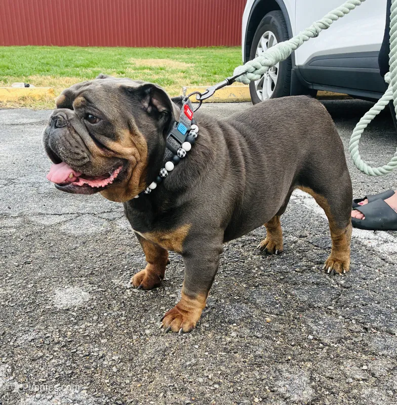 Roland – English Bulldog puppy for sale in Columbia, SC