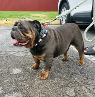 Roland, a male English Bulldog for sale in Columbia, SC – 1 of 4