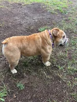 Goldie, a female English Bulldog for sale in Columbia, SC – 4 of 5