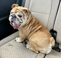Goldie, a female English Bulldog for sale in Columbia, SC – 3 of 5