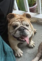 Goldie, a female English Bulldog for sale in Columbia, SC – 2 of 5