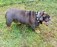 Roland, a male English Bulldog for sale in Columbia, SC – 4 of 4