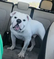 Polar, a male English Bulldog for sale in Columbia, SC – 2 of 3